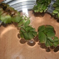 Giant Salvinia